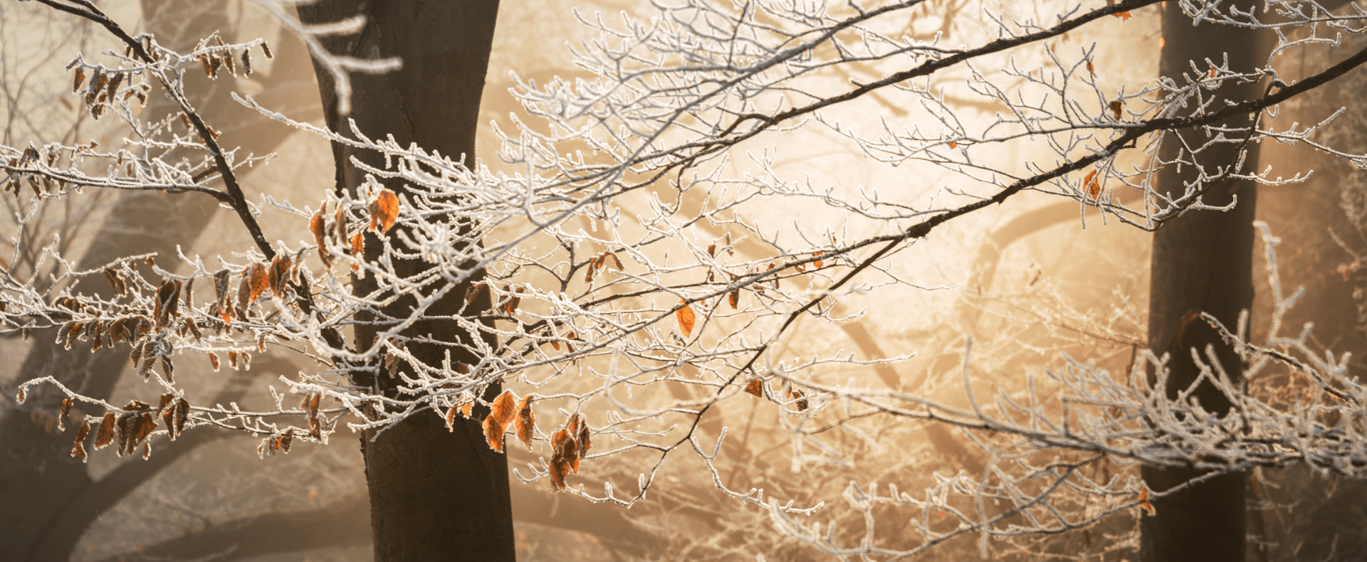 Natur, Recruiting, Coaching